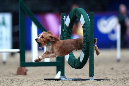 Sprung ins Rampenlicht: Hund beim Agility-Wettbewerb in London
