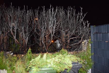 Koniferenhecke nach Abbrand