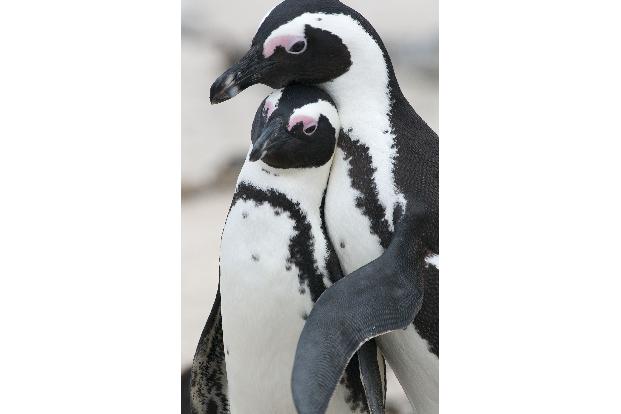 Der Stein des Pinguins