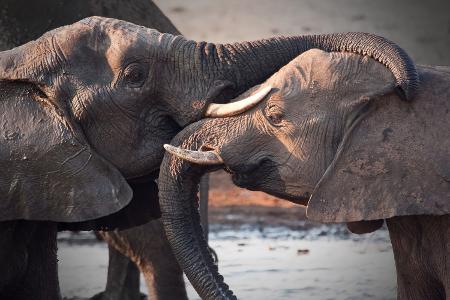 Elefantenliebe wie am ersten Tag