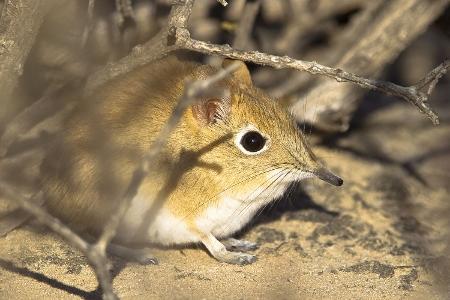 Elefantenspitzmaus hütet ein dunkles Geheimnis
