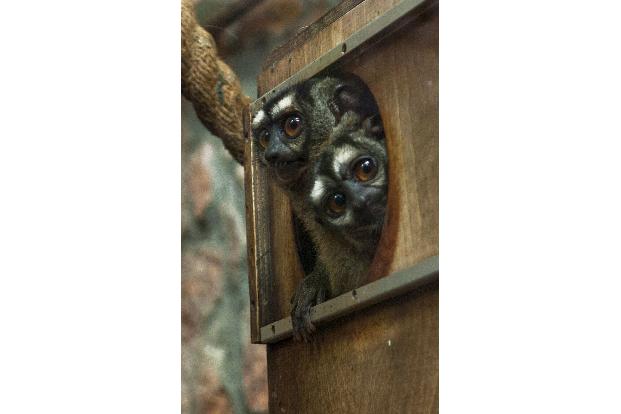 Nachtaffen leben absolute Treue