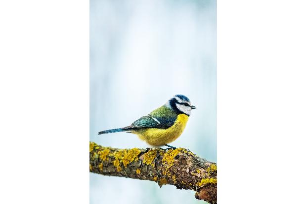 Warnrufe gegen das Fremdgehen