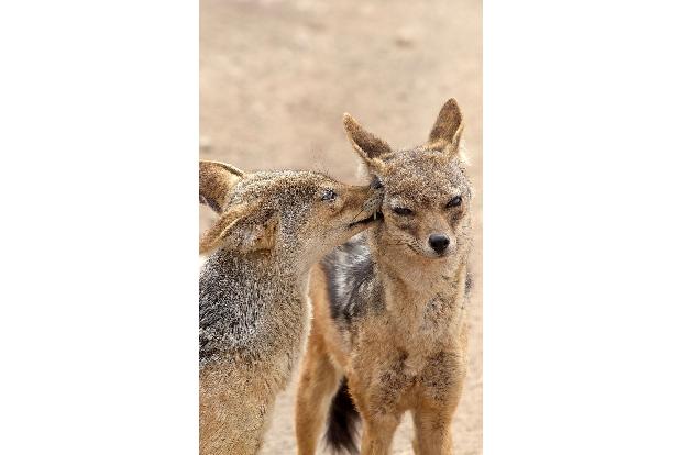 Liebe geht durch den Schabrakenschakalmagen