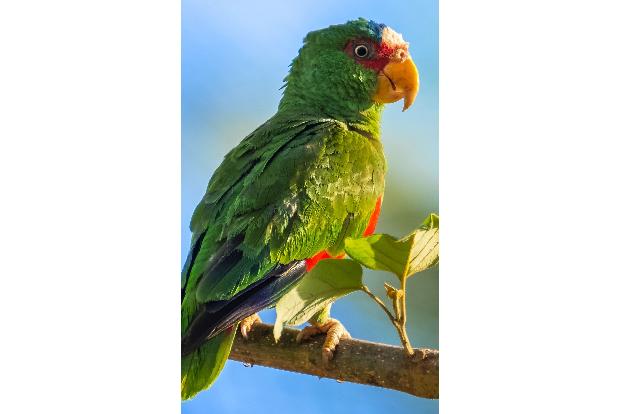 Quasselstrippe Gelbwangenamazone