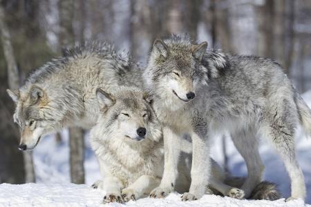 Wolfsrudelliebe