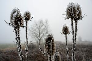 "Zunehmend winterlich kalt", lautet die Vorhersage des Deutschen Wetterdiensts (DWD) für die nächsten Tage.