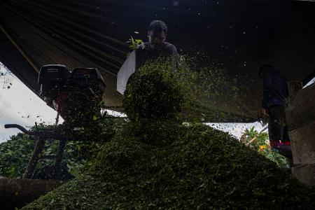 Kolumbien ist der größte Kokainproduzent der Welt. (Archivbild)