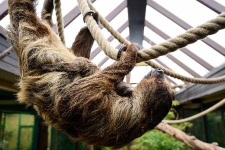 Bei einer Tragzeit von rund zehn bis elf Monaten hatte niemand damit gerechnet, dass es so schnell wieder Nachwuchs geben könnte.