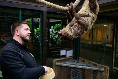Faultieren sieht man nicht unbedingt an, dass sie schwanger sind.