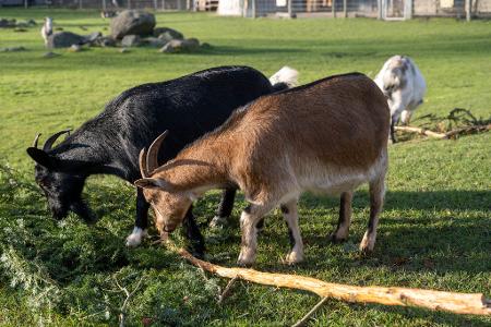 Eine Ziege brachte im Sommer 2023 im Vogelpark Marlow eine Urlauberin aus Sachsen-Anhalt zu Fall. Um Folgekosten etwa für die Behandlung der Frau wurde vor Gericht gestritten. (Archivbild)