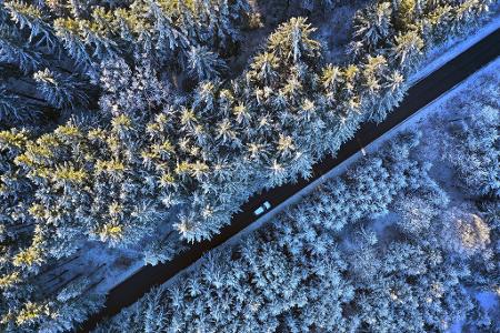 Raureif auf Nadelwald