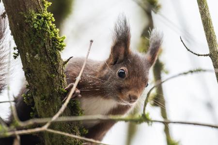 Eichhörnchen im Winter