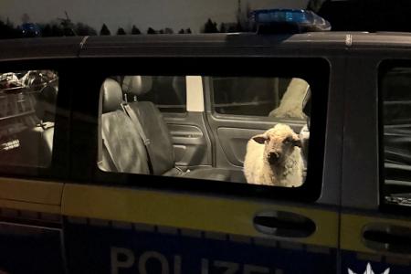 Die Polizei sperrt das entlaufene Schaf in den Streifenwagen.