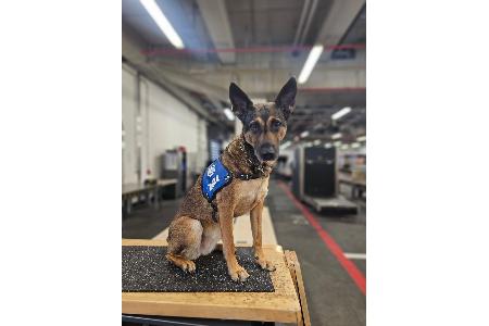 Rauschgiftspürhund Fly