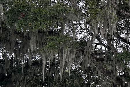 Spanisches Moos an einem Baum
