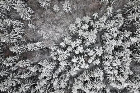 Schnee liegt auf den Bäumen in Oberhundem.