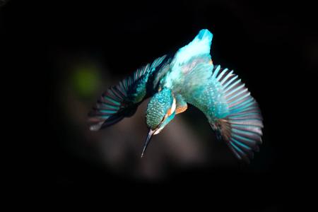 Ein Eisvogel fliegt von einem Ast im Osten Londons.