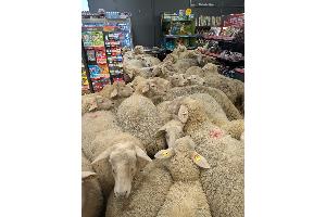 Schafe im Supermarkt - gekauft haben sie nichts.