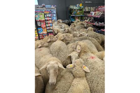 Schafe im Supermarkt - gekauft haben sie nichts.