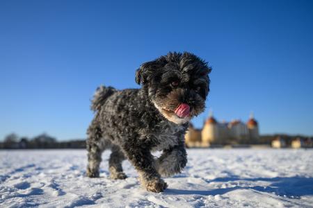 Hündin Rosi rennt über den zugefrorenen Teich von Schloss Moritzburg.