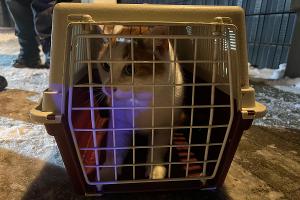 Die gerettete Katze (Foto: Feuerwehr Celle)