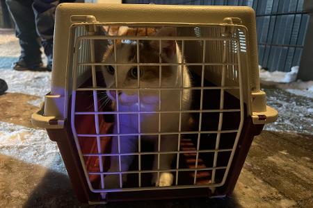 Die gerettete Katze (Foto: Feuerwehr Celle)