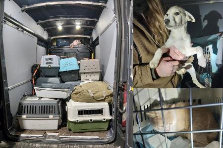 Bundespolizei Waidhaus: Illegaler Tiertransport in Bärnau