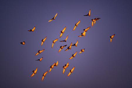 Im Licht der Morgensonne leuchten die Flügel von Tauben, die am Himmel über der Stadt Cottbus fliegen. 