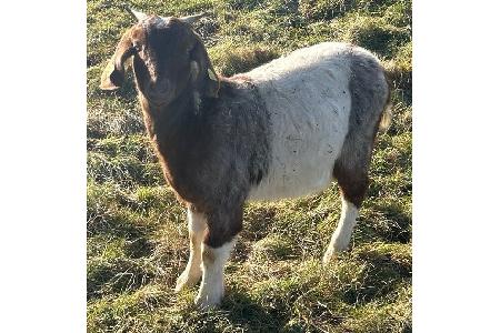 Vergleichsbild Zicklein