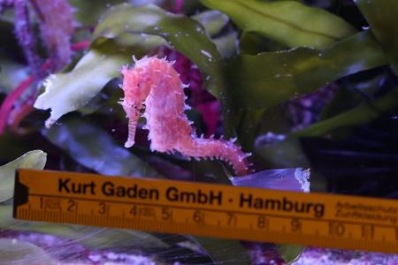 Ein Seepferdchen wird bei einer Bestandskontrolle im Tropen-Aquarium von Hagenbecks Tierpark vermessen.