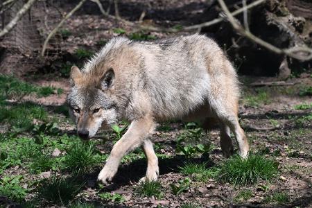 Der Wolf ist zurück in Deutschland - was längst nicht jeden freut. (Archivbild)
