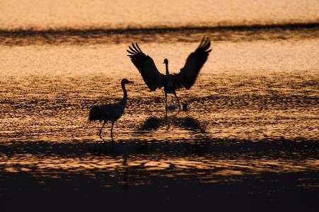 Wandernde Kraniche versammeln sich bei Sonnenaufgang im Naturschutzgebiet am Hula-See, nördlich des Sees Genezareth in Israel.