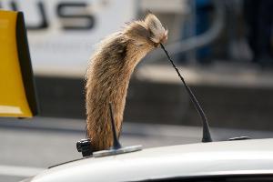 Der Fuchsschanz war für viele Fahrer des Opel Manta unverzichtbar. 