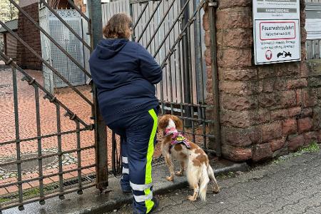 Auch mit Hilfe eines Hundes wurde der Junge gesucht.