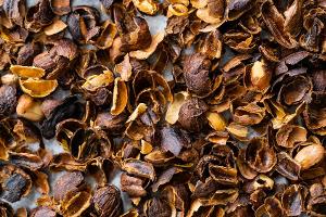 Cascara: Das steckt hinter dem Trendgetränk aus Kaffeekirschen