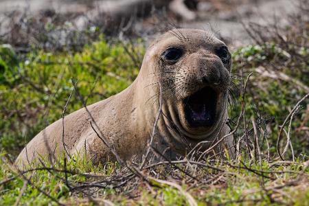 Ein weiblicher See-Elefant gähnt am Strand des Año Nuevo State Parks. 
