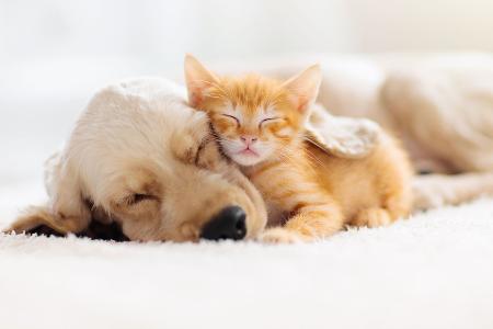 Die süßesten Fotos und irrsten Fakten zum Weltknuddeltag