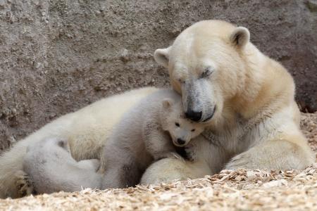 Eisbären-Nachwuchs im Münchner Zoo