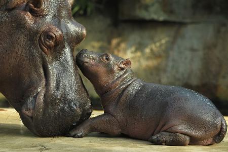 Ein Stups für die Mama