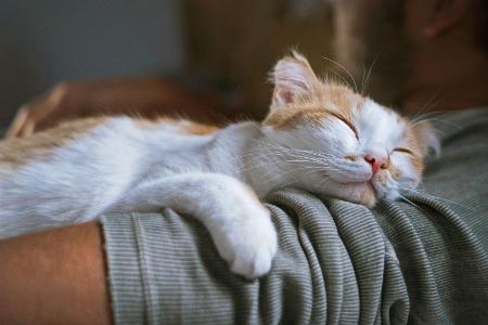 Kuscheliges Tier für den Menschen