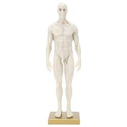 Körpermuskel-Knochenmodell, Muskel-Skelett-Strukturmodell aus Harz, männliches Körpermodell, simuliert Muskelstrukturmodell für Heimschullabors für Lehrer und Schüler von 01 02 015