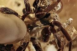 Natürlicher fossiler Baltischer Bernstein mit Insekten Einschluss/Große Spinne Araneae/sehr selten – Museumsexemplar von Ambermilana