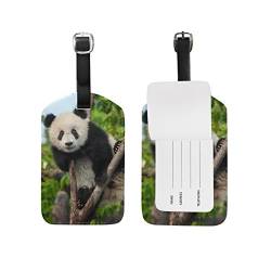 BALII Gepäckanhänger, Panda-Motiv auf Baum, 1 Stück von BALII