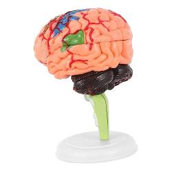 Baluue 2 Stk Experimentelle Lehrmedizin Modell Der Menschlichen Anatomie Gehirn Spielzeug Puppe Lebensgroße Menschliche Gehirne Gehirnmodelle Menschliches Gehirn Gebaut Modul 3d Pvc von Baluue