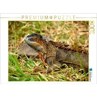 CALVENDO Puzzle CALVENDO Puzzle Grüner Leguan 1000 Teile Lege-Größe 64 x 48 cm Foto-Puzzle Bild von Fotine, 1000 Puzzleteile von CALVENDO