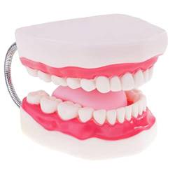 Vergrößerung 6x menschlichen Zahnpflegemodell Mund Zähne Zunge Modell mit Zahnbürste von CUTICATE