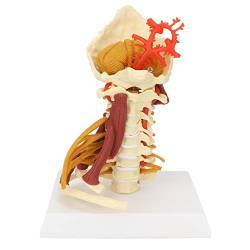 Wirbelsäulenmodell Halswirbelsäulenmodell Rückenmarksmodell Abnehmbares Menschliches Spinalnervenmodell für die Unterrichtspräsentation der Arzt-Patienten-Kommunikation von Dioche