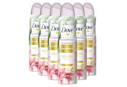 Dove Pflegegeheimnisse Deo Spray Erfrischendes Sommer Ritual Anti-Transpirant Limited Edition mit Rosenwasser- und Aloe Vera Duft 150 ml 6 Stück von Dove
