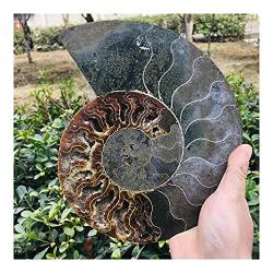 EACTEL Geschenk for die Familie 1,2 kg natürlicher versteinerter Schnecken-Ammonit-Glücksstein ZANLIIYIN von EACTEL